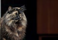 A beautiful tortoiseshell norwegian forest cat femalewith alert expression