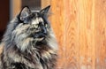 Norwegian forest cat female with alert expression in front of an old wooden door Royalty Free Stock Photo