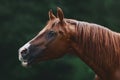 Beautiful portrait of trakehner stallion calling other horses in summer field Royalty Free Stock Photo