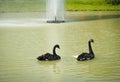 A beautiful portrait of two goose dancing in the pond side of Bangladesh.