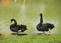 A beautiful portrait of two goose dancing in the pond side of Bangladesh.