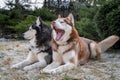 Beautiful portrait of two husky dogs. Red dog yawns. Adorable siberian husky dogs on frost green background