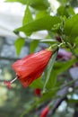 Beautiful Portrait view of red hibiscus flowers. Rose of sharon, and tropical hibiscus. blurred background of leaves Royalty Free Stock Photo