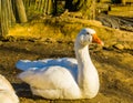 Beautiful portrait of a white domestic goose, popular farm animal, aggressive poultry specie from the Netherlands Royalty Free Stock Photo