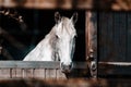 Beautiful portrait of a white horse in a barn Royalty Free Stock Photo