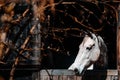 Beautiful portrait of a white horse in a barn Royalty Free Stock Photo
