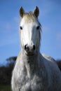 Beautiful white horse, mare, againt blue sky Royalty Free Stock Photo