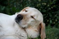 Beautiful portrait of white labrador dog in the garden Royalty Free Stock Photo