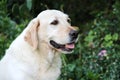 Beautiful portrait of white labrador dog in the garden Royalty Free Stock Photo