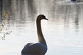 A beautiful portrait of a white swan near the edge of a lake Royalty Free Stock Photo