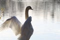 A beautiful portrait of a white swan near the edge of a lake with its wings spread out Royalty Free Stock Photo