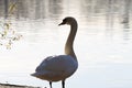 A beautiful portrait of a white swan near the edge of a lake with its wings spread out Royalty Free Stock Photo