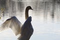 A beautiful portrait of a white swan near the edge of a lake with its wings spread out Royalty Free Stock Photo