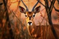 Beautiful Portrait of wild African Impala at sunset. Amazing African Wildlife. Generative Ai Royalty Free Stock Photo