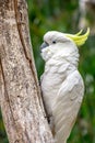 Wild Greater Sulphur-crested Cockatoo Portrait, Kallista, Victoria, Australia, March 2019