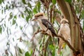 Wild Laughing Kookaburra Portrait, Kallista, Victoria, Australia, March 2019