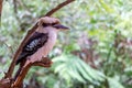 Wild Laughing Kookaburra Portrait, Kallista, Victoria, Australia, March 2019