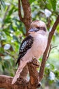 Wild Laughing Kookaburra Portrait, Kallista, Victoria, Australia, March 2019