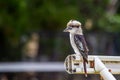 Wild Laughing Kookaburra Portrait, Kallista, Victoria, Australia, March 2019