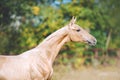 Beautiful portrait of a young horse of Akhal-Teke breed Royalty Free Stock Photo