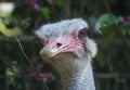 Beautiful portrait of young ostrich