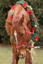 Saddle horse wearing christmas wreath decoration outdoors Royalty Free Stock Photo