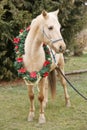 Saddle horse wearing christmas wreath decoration outdoors Royalty Free Stock Photo