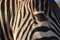 A beautiful portrait of a zebra in Addo Elephant Park in Colchester, South Africa Royalty Free Stock Photo