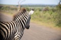 Beautiful portrait of zebra crossing a road in the African savannah of South Africa in Kruger National Park Royalty Free Stock Photo