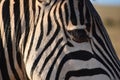 A beautiful zebra in Addo Elephant Park in Colchester, South Africa Royalty Free Stock Photo