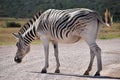 A beautiful zebra on a street in Addo Elephant Park in Colchester, South Africa Royalty Free Stock Photo