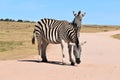 Two beautiful zebras on a street in Addo Elephant Park in Colchester, South Africa Royalty Free Stock Photo