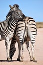 Two beautiful zebras on a street in Addo Elephant Park in Colchester, South Africa Royalty Free Stock Photo