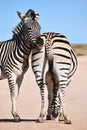 Two beautiful zebras on a street in Addo Elephant Park in Colchester, South Africa Royalty Free Stock Photo