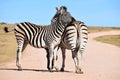 Two beautiful zebras on a street in Addo Elephant Park in Colchester, South Africa Royalty Free Stock Photo