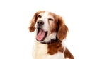 Beautiful portraits of a dog yawning Royalty Free Stock Photo