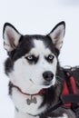 Beautiful portrait of a siberian husky malamut participating in the dog sled racing contest