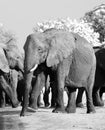 Beautiful portriat view of an African Elephant in black and white amongst a herd of elephants