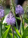 Beautiful Portuguese Squill (lat.- Scilla peruviana