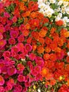 Beautiful Portulaca flowers and background