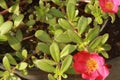 Beautiful Portulaca grandiflora flower, which blooms in the morning.