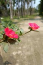 The beautiful Portulaca grandiflora red flower in Assam.