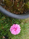 The Beautiful Portulaca Mossrose Flower Blooms