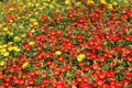 Beautiful portulaca Oleracea flower field.