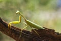 The Beautiful Pose of the Mantis Royalty Free Stock Photo