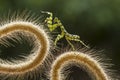 The Beautiful Pose of the Mantis Royalty Free Stock Photo
