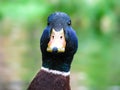 Beautiful posing duck in sunny weather - portrait of a duck