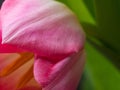 Beautiful postcard, blurred pink tulips close-up macro shot, spring time concept Royalty Free Stock Photo