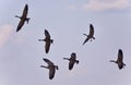 Beautiful postcard with six Canada geese flying