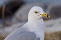 Beautiful image of a thoughtful gull Royalty Free Stock Photo